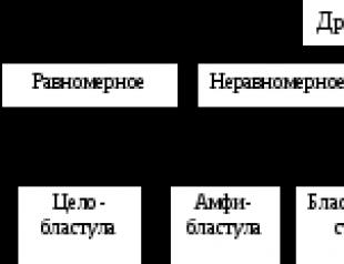 Тип онтогенеза характерный для людей