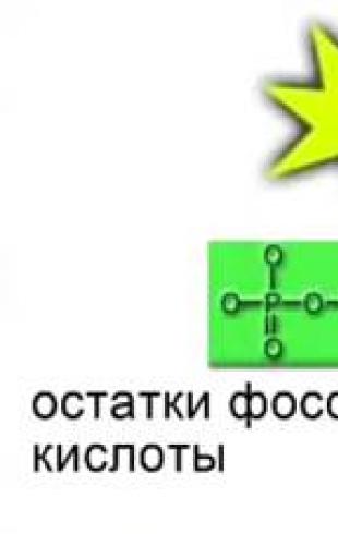 ATP i inne związki organiczne ATP i inne związki organiczne komórki